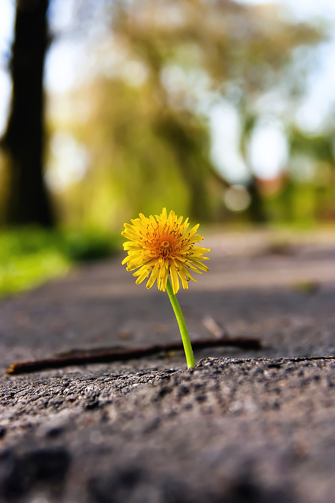 An Ode to The Dandelion – Hole In The Hedgerow